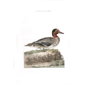 Wintertaling (mas) by Cornelius Nozeman. Nederlandsche Vogelen or Dutch Birds Volume 2. Facsimile giclee print. Heritage Prints