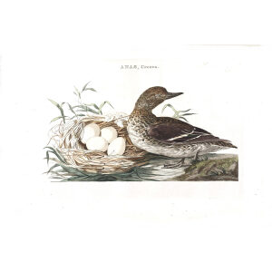 Wintertaling (fem) and nest by Cornelius Nozeman. Nederlandsche Vogelen or Dutch Birds Volume 2. Facsimile giclee print. Heritage Prints