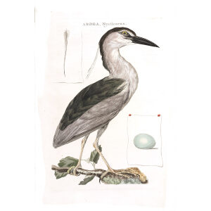 Blauwe Kwak by Cornelius Nozeman. Nederlandsche Vogelen or Dutch Birds Volume 2. Facsimile giclee print. Heritage Prints