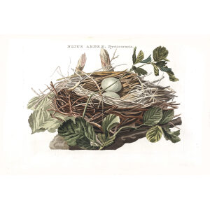 Blauwe Kwak nest by Cornelius Nozeman. Nederlandsche Vogelen or Dutch Birds Volume 2. Facsimile giclee print. Heritage Prints