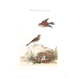 Vlamsijs by Cornelius Nozeman. Nederlandsche Vogelen or Dutch Birds Volume 2. Facsimile giclee print. Heritage Prints