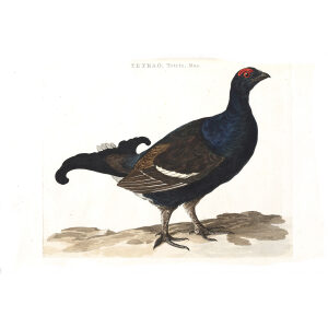 Moerhoen (mas) by Cornelius Nozeman. Nederlandsche Vogelen or Dutch Birds Volume 2. Facsimile giclee print. Heritage Prints