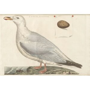 Grote Zeemeeuw by Cornelius Nozeman. Nederlandsche Vogelen or Dutch Birds Volume 3. Facsimile giclee print. Heritage Prints