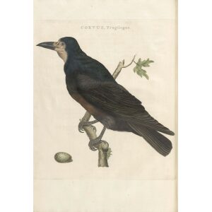 Roek by Cornelius Nozeman. Nederlandsche Vogelen or Dutch Birds Volume 3. Facsimile giclee print. Heritage Prints