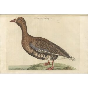 Kolgans by Cornelius Nozeman. Nederlandsche Vogelen or Dutch Birds Volume 3. Facsimile giclee print. Heritage Prints