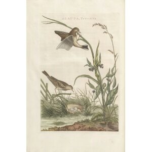 Boompieper by Cornelius Nozeman. Nederlandsche Vogelen or Dutch Birds Volume 3. Facsimile giclee print. Heritage Prints