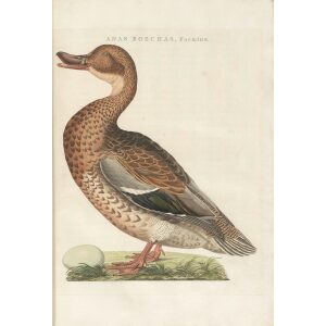 Wilde Eend (fem) by Cornelius Nozeman. Nederlandsche Vogelen or Dutch Birds Volume 3. Facsimile giclee print. Heritage Prints