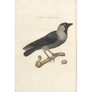 Kauw by Cornelius Nozeman. Nederlandsche Vogelen or Dutch Birds Volume 3. Facsimile giclee print. Heritage Prints