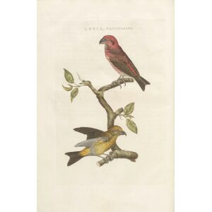 Kruisbek by Cornelius Nozeman. Nederlandsche Vogelen or Dutch Birds Volume 3. Facsimile giclee print. Heritage Prints