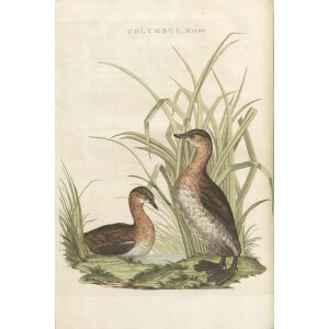 Kleine Fuut by Cornelius Nozeman. Nederlandsche Vogelen or Dutch Birds Volume 3. Facsimile giclee print. Heritage Prints