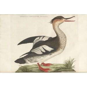 Zaagbek (Fem) by Cornelius Nozeman. Nederlandsche Vogelen or Dutch Birds Volume 3. Facsimile giclee print. Heritage Prints