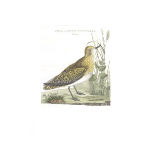 Goudplevier (mas) by Cornelius Nozeman. Nederlandsche Vogelen or Dutch Birds Volume 3. Facsimile giclee print. Heritage Prints