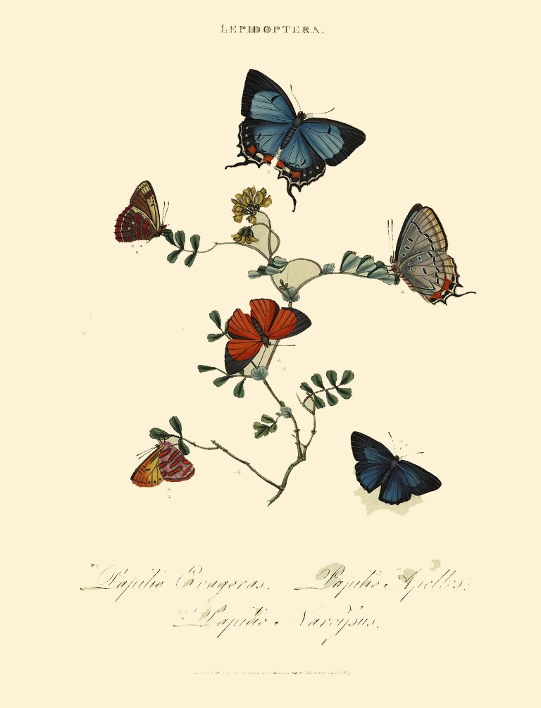 Lepidoptera - Papilio Evagoras - Donovan Insects of China India and New Holland. Heritage Print. Giclee Prints