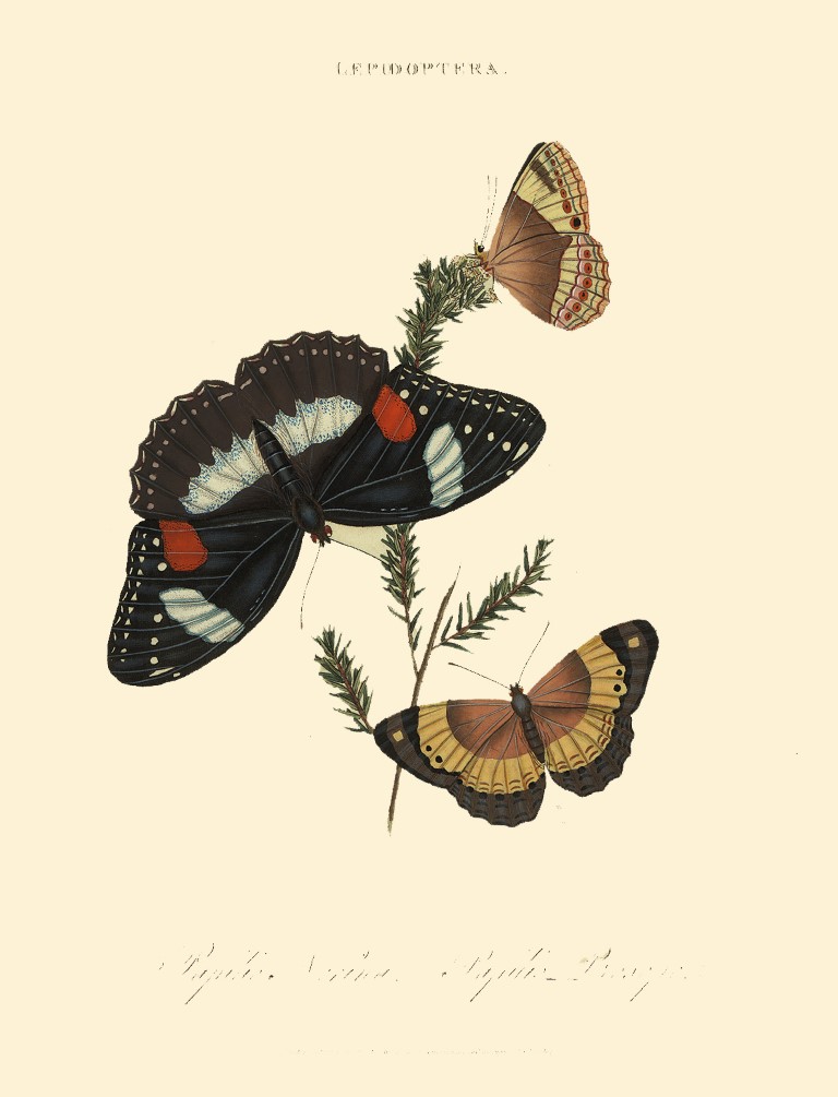 Lepidoptera - Papilio Nerina – Papilio Prosope - Donovan Insects of China India and New Holland. Heritage Print. Giclee Prints