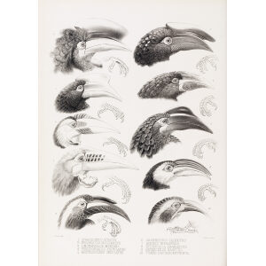 Print artist: Joseph Smit Family of the Hornbills - Generic Characters Daniel Giraud Elliot. Giclee Print