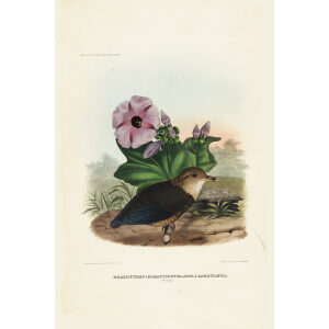 Caerulean Pitta Young 001 Daniel Giraud Elliot - A Monograph of the Pittidae, or Family of Ant Thrushes. Museum quality giclee print