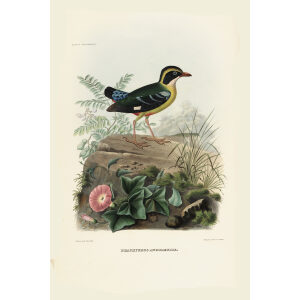 Angola Pitta 005 Daniel Giraud Elliot - A Monograph of the Pittidae, or Family of Ant Thrushes. Museum quality giclee print