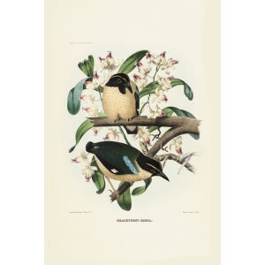 Irene Pitta 011 Daniel Giraud Elliot - A Monograph of the Pittidae, or Family of Ant Thrushes. Museum quality giclee print