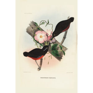 Graceful Pitta 014 Daniel Giraud Elliot - A Monograph of the Pittidae, or Family of Ant Thrushes. Museum quality giclee print