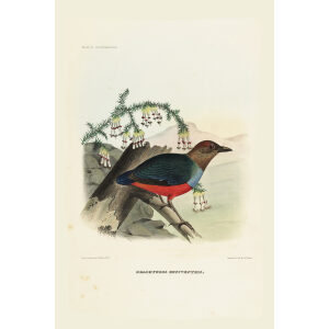 Crimson Breasted Pitta 019 Daniel Giraud Elliot - A Monograph of the Pittidae, or Family of Ant Thrushes. Museum quality giclee print