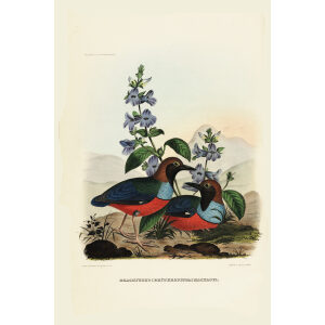 Macklots Pitta 021 Daniel Giraud Elliot - A Monograph of the Pittidae, or Family of Ant Thrushes. Museum quality giclee print