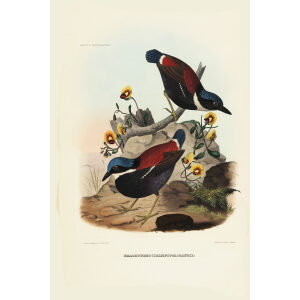 Bauds Pitta 022 Daniel Giraud Elliot - A Monograph of the Pittidae, or Family of Ant Thrushes. Museum quality giclee print