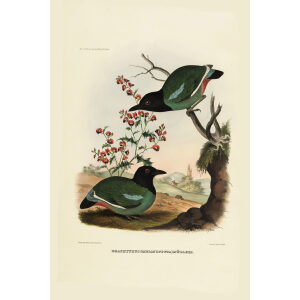 Mullers Pitta 026. Daniel Giraud Elliot - A Monograph of the Pittidae, or Family of Ant Thrushes. Museum quality giclee print