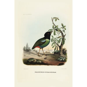 New Guinea Pitta 027 Daniel Giraud Elliot - A Monograph of the Pittidae, or Family of Ant Thrushes. Museum quality giclee print