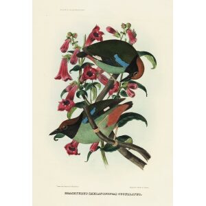 Hooded Pitta 028 Daniel Giraud Elliot - A Monograph of the Pittidae, or Family of Ant Thrushes. Museum quality giclee print