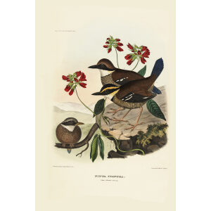 Blue-tailed Pitta 029 Daniel Giraud Elliot - A Monograph of the Pittidae, or Family of Ant Thrushes. Museum quality giclee print