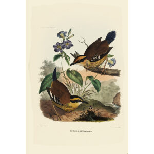 Pitta Schwaneri 030 Daniel Giraud Elliot - A Monograph of the Pittidae, or Family of Ant Thrushes. Museum quality giclee print