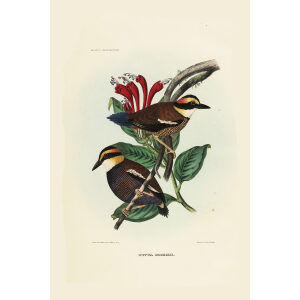 Pitta Boschii 031 Daniel Giraud Elliot - A Monograph of the Pittidae, or Family of Ant Thrushes. Museum quality giclee print