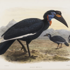 Bucorvus abyssinicus Plate 001 Print artist: Johannes Gerardus Keulemans. Daniel Giraud Elliot - Family of the Hornbills. Giclee Print by Heritage Prints.