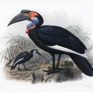 Bucorvus pyrrhops Plate 002 Print artist: Johannes Gerardus Keulemans. Daniel Giraud Elliot - Family of the Hornbills. Giclee Print by Heritage Prints.