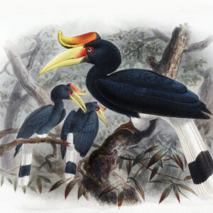 Buceros rhinoceros Plate 004 Print artist: Johannes Gerardus Keulemans. Daniel Giraud Elliot - Family of the Hornbills. Giclee Print by Heritage Prints.