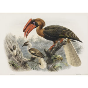 Hydrocorax planicornis Plate 007 Print artist: Johannes Gerardus Keulemans. Daniel Giraud Elliot - Family of the Hornbills. Giclee Print by Heritage Prints.