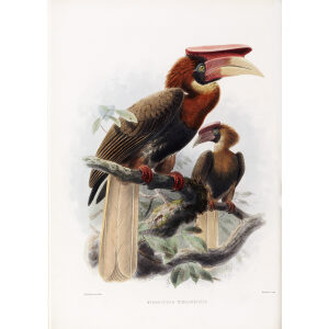 Hydrocorax mindanensis Plate 008 Print artist: Johannes Gerardus Keulemans. Daniel Giraud Elliot - Family of the Hornbills. Giclee Print by Heritage Prints.