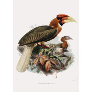 Hudrocorax semigaleatus Plate 009 Print artist: Johannes Gerardus Keulemans. Daniel Giraud Elliot - Family of the Hornbills. Giclee Print by Heritage Prints.