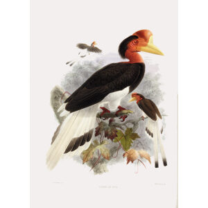 Rhinoplax vigil Plate 010 Print artist: Johannes Gerardus Keulemans. Daniel Giraud Elliot - Family of the Hornbills. Giclee Print by Heritage Prints.