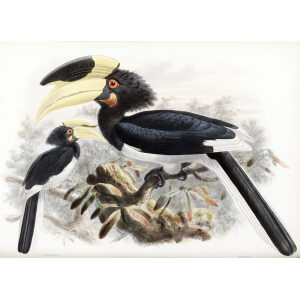 Antrhacoceros coronatus Plate 011 Print artist: Johannes Gerardus Keulemans. Daniel Giraud Elliot - Family of the Hornbills. Giclee Print by Heritage Prints.