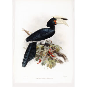 Anthracoceros fraterculus Plate 014 Print artist: Johannes Gerardus Keulemans. Daniel Giraud Elliot - Family of the Hornbills. Giclee Print by Heritage Prints.