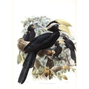 Anthracoceros malayanus Plate 015 Print artist: Johannes Gerardus Keulemans. Daniel Giraud Elliot - Family of the Hornbills. Giclee Print by Heritage Prints.