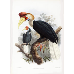 Cranorrhinus cassidix Plate 016 Print artist: Johannes Gerardus Keulemans. Daniel Giraud Elliot - Family of the Hornbills. Giclee Print by Heritage Prints.