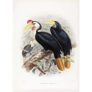 Cranorrhinus corrugatus Plate 017 Print artist: Johannes Gerardus Keulemans. Daniel Giraud Elliot - Family of the Hornbills. Giclee Print by Heritage Prints.