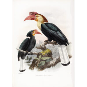 Cranorrhinus leucocephalus Plate 019 Print artist: Johannes Gerardus Keulemans. Daniel Giraud Elliot - Family of the Hornbills. Giclee Print by Heritage Prints.