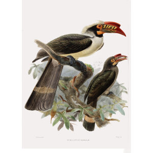 Penelopides manillae Plate 020 Print artist: Johannes Gerardus Keulemans. Daniel Giraud Elliot - Family of the Hornbills. Giclee Print by Heritage Prints.