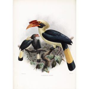 Penelopides affinis Plate 022 Print artist: Johannes Gerardus Keulemans. Daniel Giraud Elliot - Family of the Hornbills. Giclee Print by Heritage Prints.