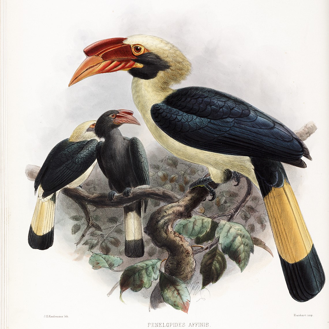 Complete Set Family of the Hornbills Johannes Gerardus Keulemans. Daniel Giraud Elliot - Family of the Hornbills. Giclee Print by Heritage Prints.