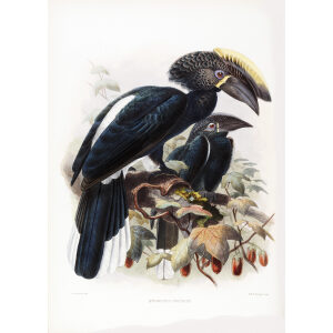 Bycanistes cristatus Plate 026 Print artist: Johannes Gerardus Keulemans. Daniel Giraud Elliot - Family of the Hornbills. Giclee Print by Heritage Prints.