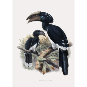 Bycanistes buccinator Plate 027 Print artist: Johannes Gerardus Keulemans. Daniel Giraud Elliot - Family of the Hornbills. Giclee Print by Heritage Prints.